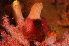 Ascidia incrassata