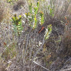 Lobostemon sanguineus