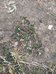 Trifolium ornithopodioides