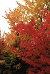 Acer rubrum image