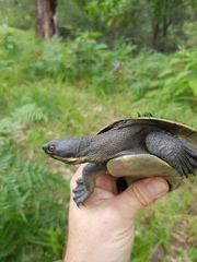 Emydura macquarii