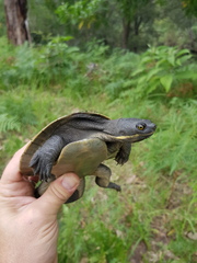 Emydura macquarii