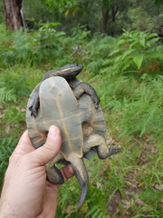 Emydura macquarii