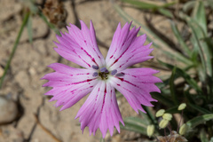 Dianthus chinensis