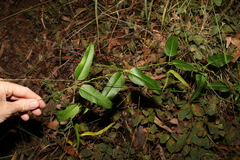 Leichhardtia coronata