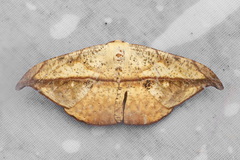 Oxydia vesulia