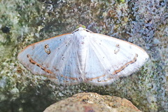 Argyrotome prospectata