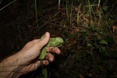 Leichhardtia coronata