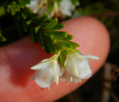 Erica depressa