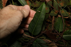 Leichhardtia coronata
