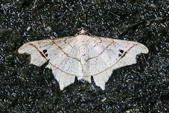 Macaria triplicaria
