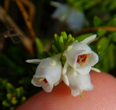 Erica depressa