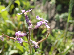 Chorispora tenella