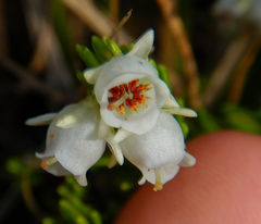 Erica depressa
