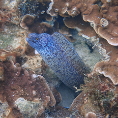 Gymnothorax annasona