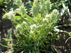 Ceratocephala testiculata