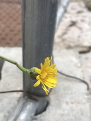 Reichardia picroides