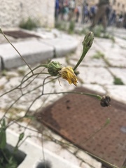 Reichardia picroides