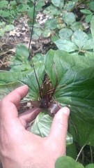Trillium angustipetalum