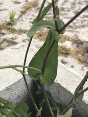 Reichardia picroides