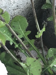 Reichardia picroides