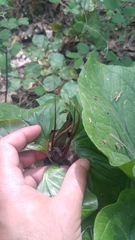 Trillium angustipetalum