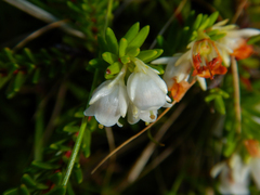 Erica depressa