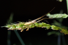 Tetragnatha keyserlingi