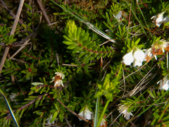 Erica depressa