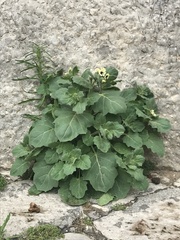 Hyoscyamus albus