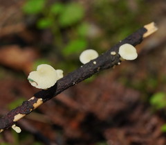 Mycena roseoflava