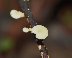 Mycena roseoflava