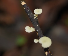 Mycena roseoflava