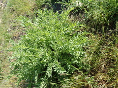 Centaurea