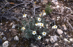 Helianthemum asperum