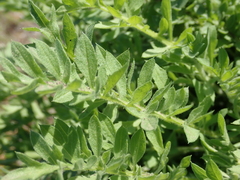 Centaurea