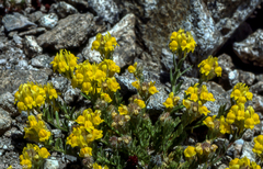 Linaria saxatilis