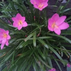 Zephyranthes rosea