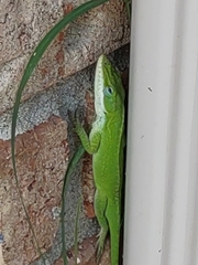 Anolis carolinensis