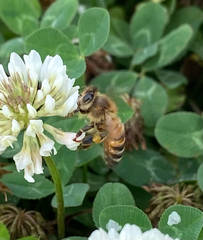 Apis mellifera