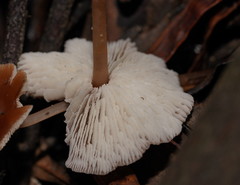 Lentinellus tasmanicus