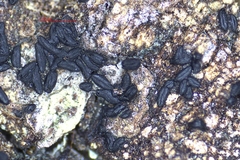 Hysterium angustatum