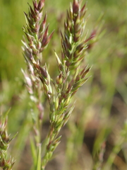 Poeae