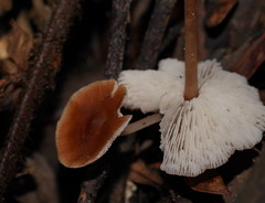 Lentinellus tasmanicus