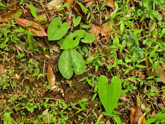 Asarum macranthum