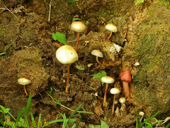 Protostropharia ovalispora