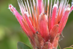 Chirodica