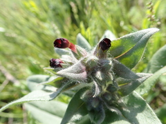 Nonea pulla