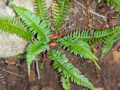 Blechnum punctulatum
