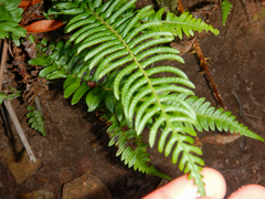 Blechnum punctulatum